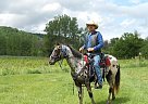 Appaloosa Gelding Trail Horse Freckles