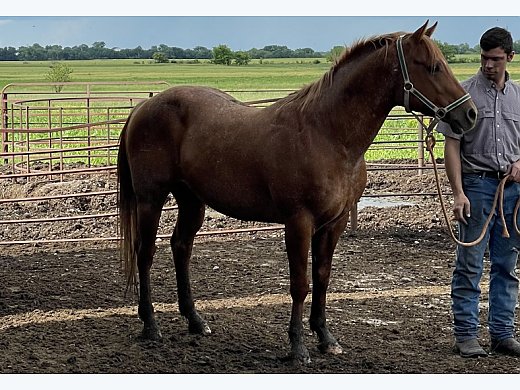 AQHA Red Roan Stud Service