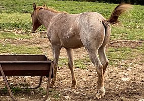 Quarter Horse (Quarter Horse, Stallion) in Clark, MO