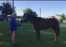 Quarter Horse - Horse for Sale in Harlan, IN 46743 Quarter Horse - Horse for Sale in Harlan, IN 46743