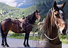 Percheron - Horse for Sale in Highlands Ranch, CO 80524