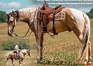 Tennessee Walking - Horse for Sale in PETERSBURG, TN 37091