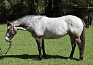 Appaloosa - Horse for Sale in Ocala, FL 34471