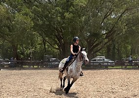 Appaloosa (Appaloosa, Mare) in Ocala, FL