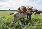 Mocha - Mare in Milnor, ND Mocha - Mare in Milnor, ND