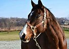 Shiloh - Gelding in Goshen, IN Shiloh - Gelding in Goshen, IN