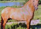 Marrengo - Gelding in Washington, GA Marrengo - Gelding in Washington, GA