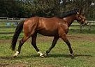 - Gelding in Phelpston, ON - Gelding in Phelpston, ON