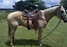 Quarter Horse - Horse for Sale in Bushnell, FL 33513 Quarter Horse - Horse for Sale in Bushnell, FL 33513
