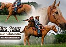 Missouri Fox Trotter - Horse for Sale in Rogersville, MO 65742