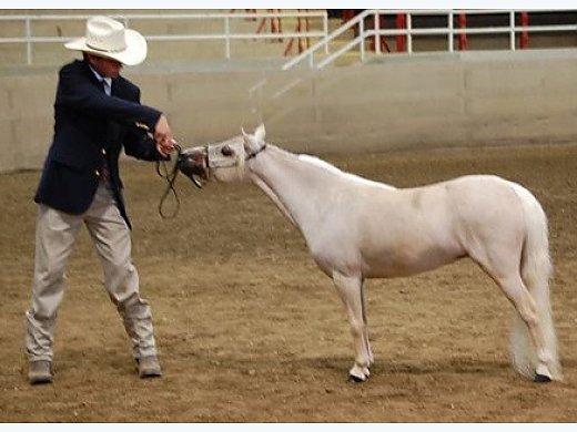 Reg. Ch. Miniature Broodmare