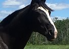 - Gelding in Winnipeg, MB - Gelding in Winnipeg, MB