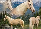 Tennessee Walking - Horse for Sale in , TN 37091