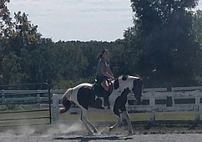 Stunning (Mustang, Gelding) in Frederick, MD