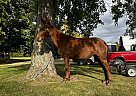 Mule - Horse for Sale in Dowagiac, MI 49047 Mule - Horse for Sale in Dowagiac, MI 49047