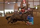 17YO Gelding The First Rocket