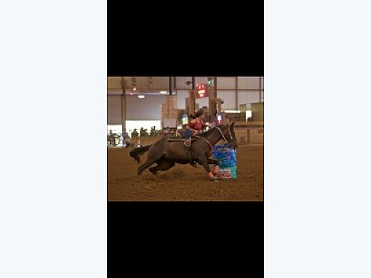 17YO Gelding
