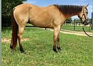 Quarter Horse Mare for Sale in Rockdale, Texas Quarter Horse Mare for Sale in Rockdale, Texas