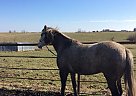 Colt - Gelding in Conception Junction, MO Colt - Gelding in Conception Junction, MO