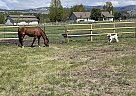 Quarter Horse - Horse for Sale in Hamilton, MT 59840 Quarter Horse - Horse for Sale in Hamilton, MT 59840