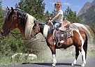 Morgan - Horse for Sale in Fort Collins, CO 80524