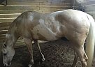 Beautiful Palomino Paint Mare fo... Paint Mare