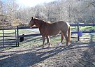 Brandy - Mare in Roanoke, VA Brandy - Mare in Roanoke, VA