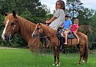 Quarter Pony - Horse for Sale in Monetta, SC 29105