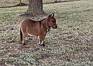 Mule - Horse for Sale in Katy, TX 77095