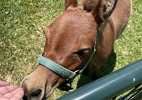 Mule (Mule, Gelding) in Katy, TX