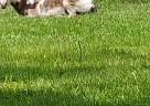 Ottis - Gelding in Dunnellon, FL Ottis - Gelding in Dunnellon, FL