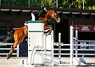 Other - Horse for Sale in Chernigiv, 14000 Other - Horse for Sale in Chernigiv, 14000