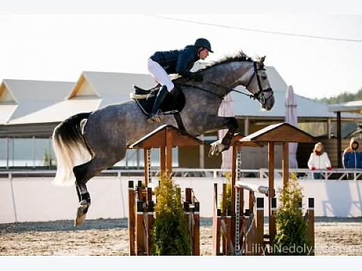 For Sale a Good Jumping Horse