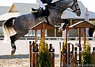 Other - Horse for Sale in Chernigiv, 14000 Other - Horse for Sale in Chernigiv, 14000