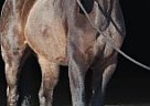 Other - Horse for Sale in Chernigiv, 14000 Other - Horse for Sale in Chernigiv, 14000