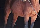 Other - Horse for Sale in Chernigiv, 14000 Other - Horse for Sale in Chernigiv, 14000