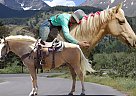 Missouri Fox Trotter - Horse for Sale in Fort Collins, CO 80524
