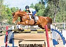 - Gelding in Norco, CA - Gelding in Norco, CA