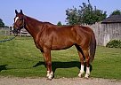 - Gelding in Alliston, ON - Gelding in Alliston, ON