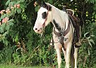 Draft - Horse for Sale in Monett, MO 65708 Draft - Horse for Sale in Monett, MO 65708