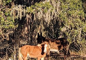 Pony (Pony (Welsh, POA, Shetland, Connemara), Mare) in Davenport, FL