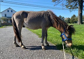 Miniature Horse (Miniature Horse, Stallion) in Lancaster, PA