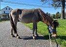 Miniature - Horse for Sale in Lancaster, PA 17516