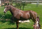 Tennessee Walking - Horse for Sale in CORNERSVILLE, TN 37091