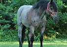 Draft - Horse for Sale in Sheldon, MO 65708 Draft - Horse for Sale in Sheldon, MO 65708