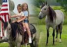 Quarter Horse - Horse for Sale in Sperry, OK 74073