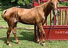 Tennessee Walking - Horse for Sale in Ravenswood, WV 26164 Tennessee Walking - Horse for Sale in Ravenswood, WV 26164