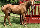 Tennessee Walking - Horse for Sale in Ravenswood, WV 26164
