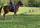 Tennessee Walking - Horse for Sale in Ravenswood, WV 26164