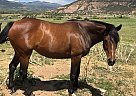 Thoroughbred - Horse for Sale in Clifton, CO 81520 Thoroughbred - Horse for Sale in Clifton, CO 81520